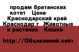 продам британских котят › Цена ­ 3 000 - Краснодарский край, Краснодар г. Животные и растения » Кошки   